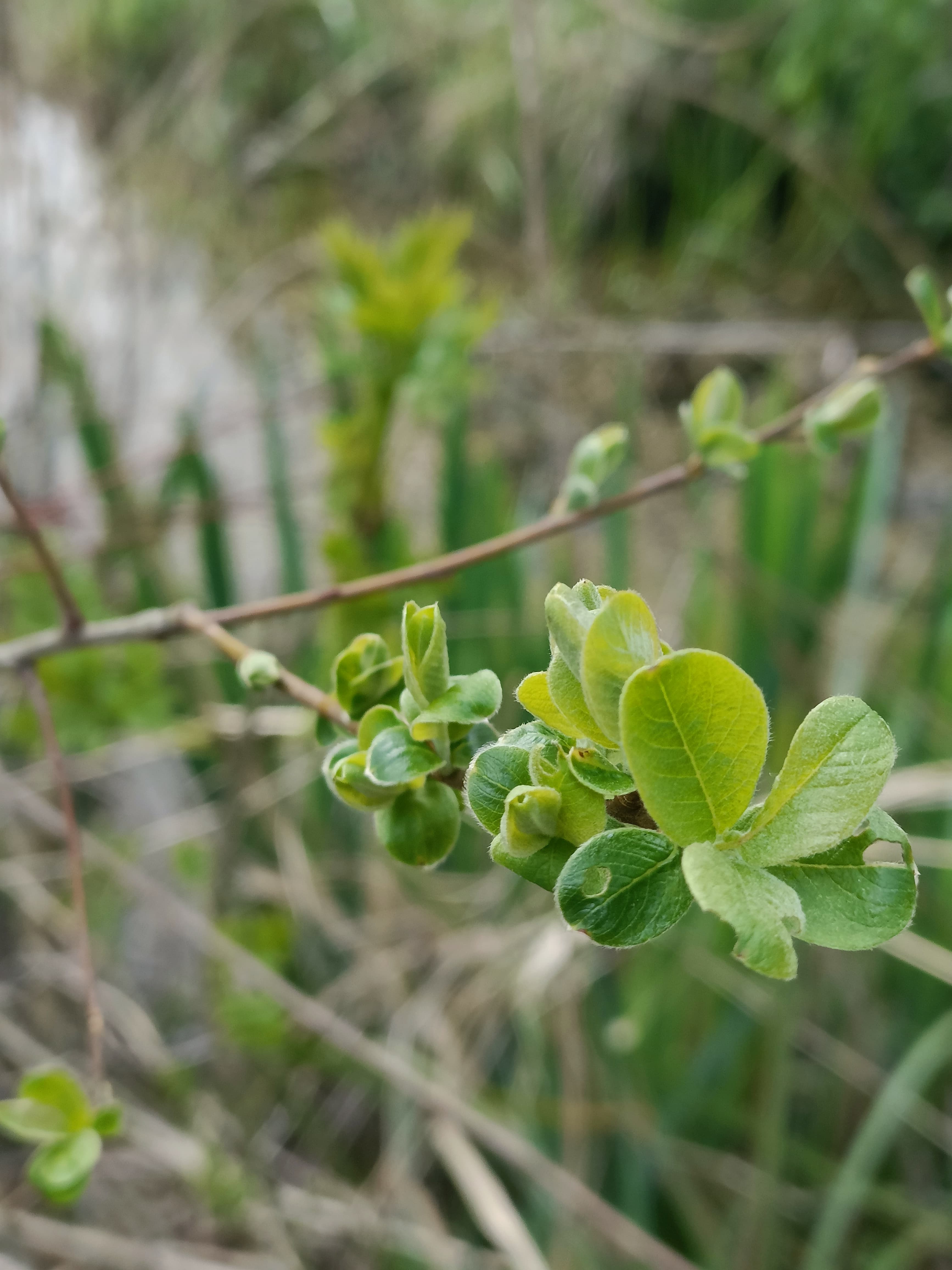 Small bright green leaves budding on a thin brown branch with a blurred background.