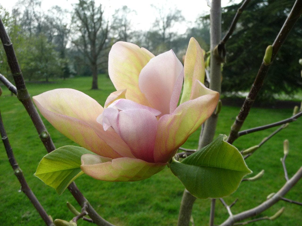 Pink and yellow magnolia blossom blooming on a tree branch with a green park background.