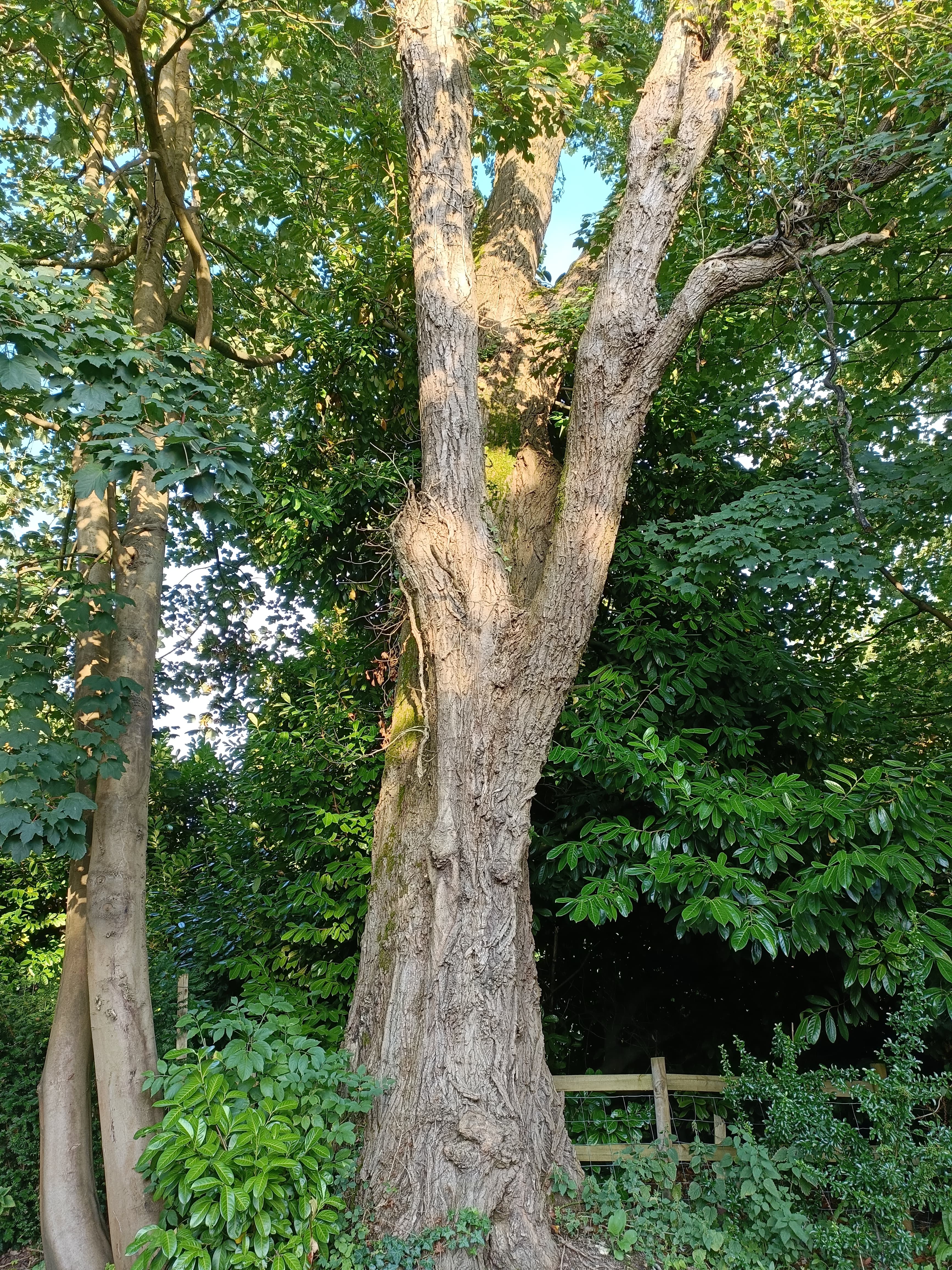 Large tree with textured bark and split trunk stands amidst lush green foliage in sunlight.
