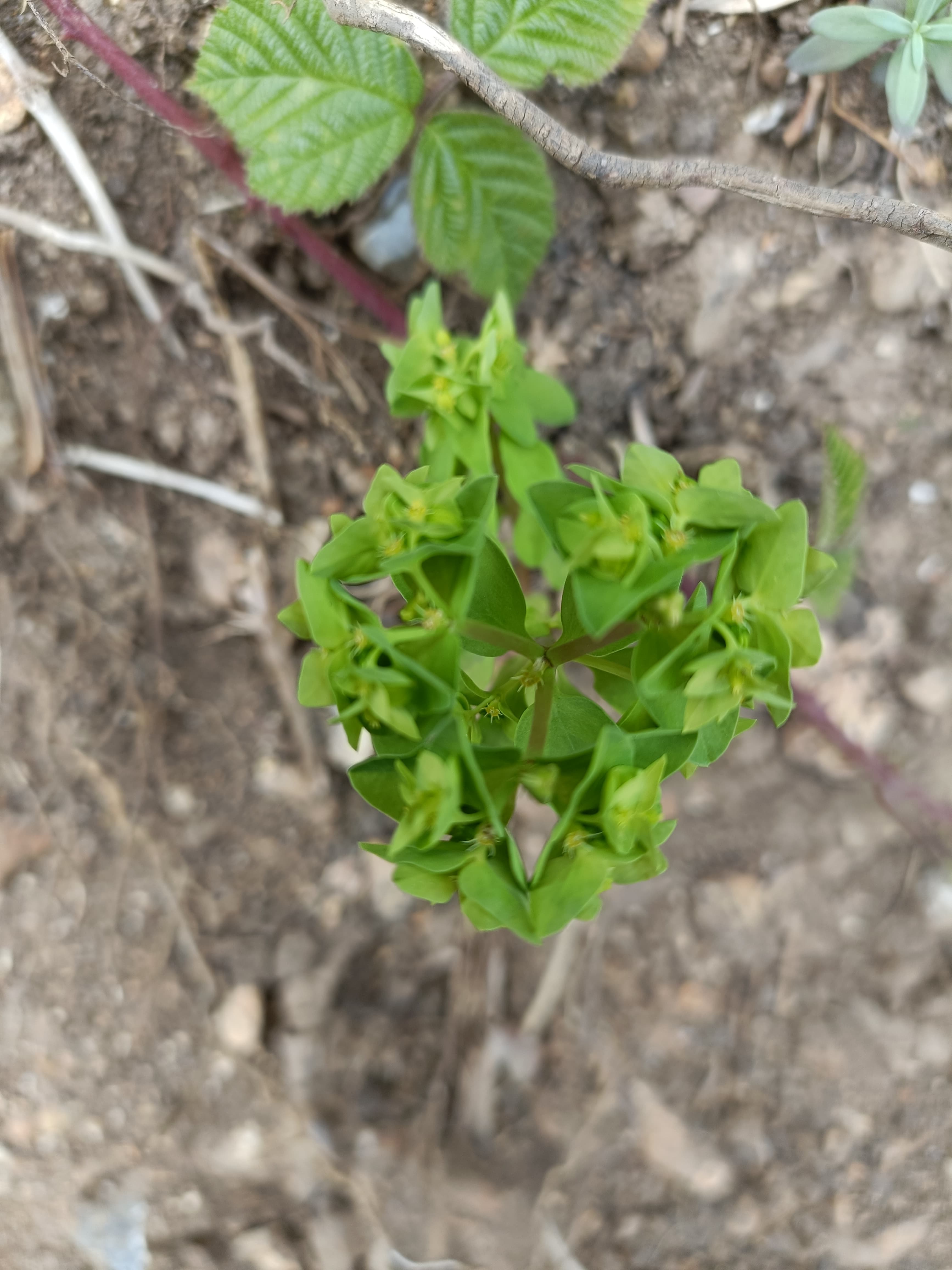 Bright green spurge plant with circular leaf clusters growing in dry, brown garden soil.