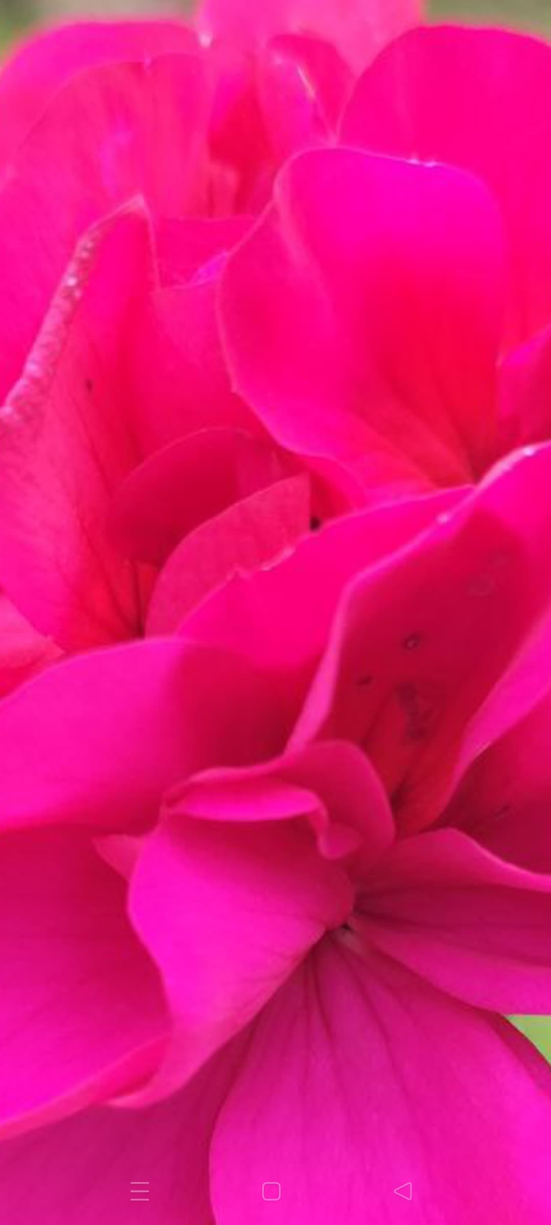 Extreme close-up of vibrant pink flower petals showing soft textures and layered magenta hues.