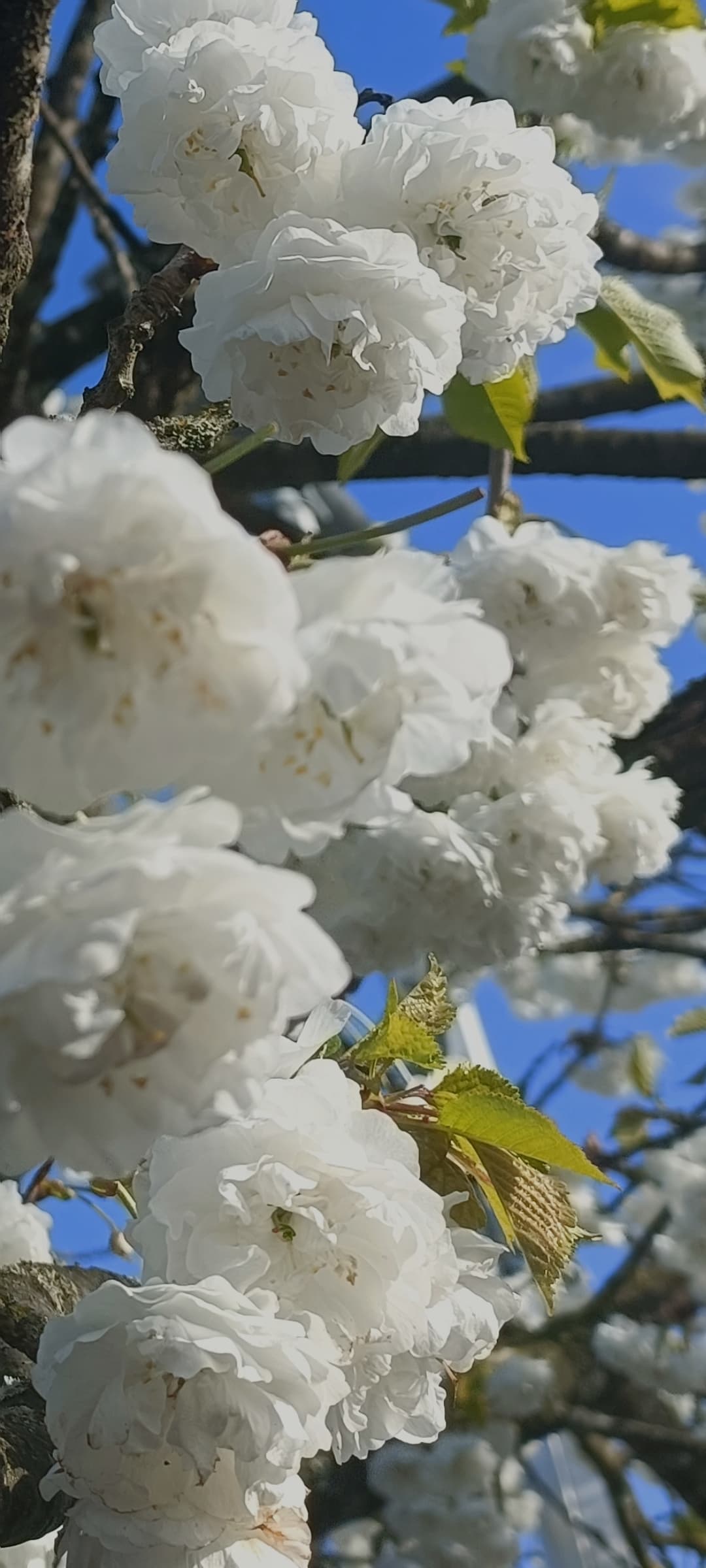 White ruffled blossoms bloom in clusters on a tree branch against a clear blue sky.