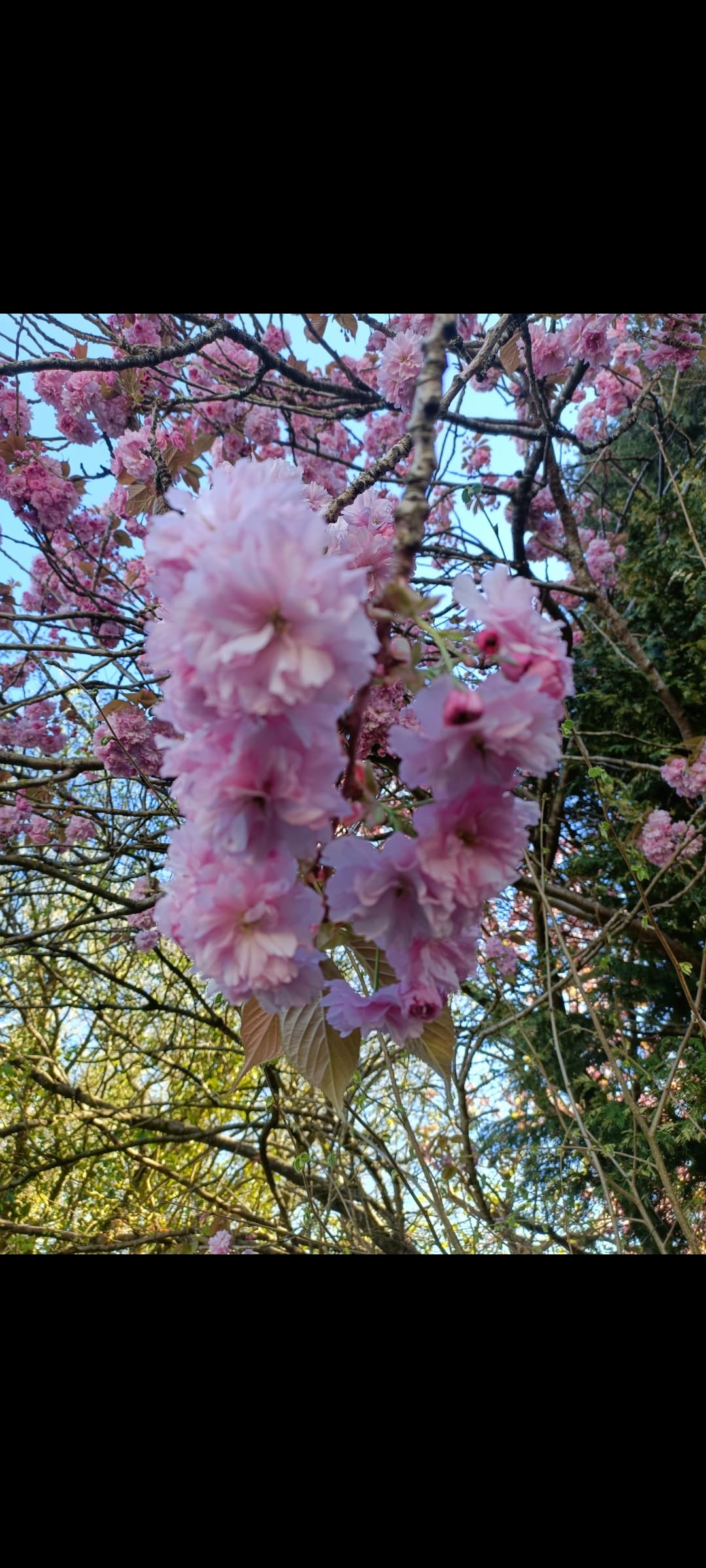 Fluffy pink cherry blossoms hang from a tree branch against a clear blue sky.