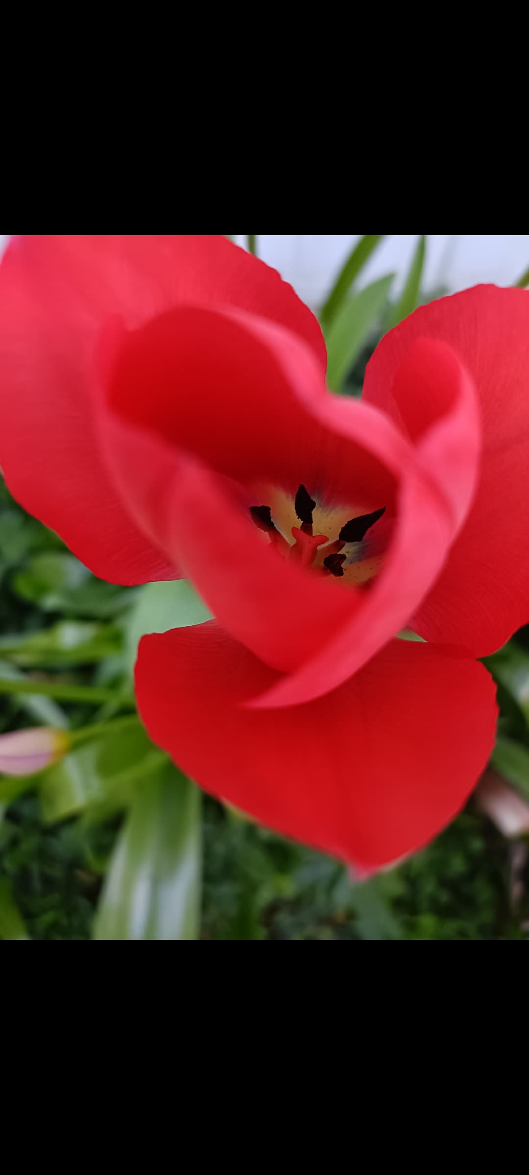 Top-down close-up of a blooming red tulip with a dark center against green foliage.
