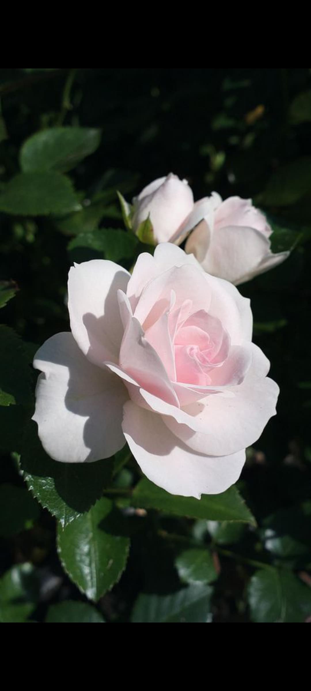 Pale pink rose in full bloom, surrounded by dark green leaves and two smaller rosebuds.