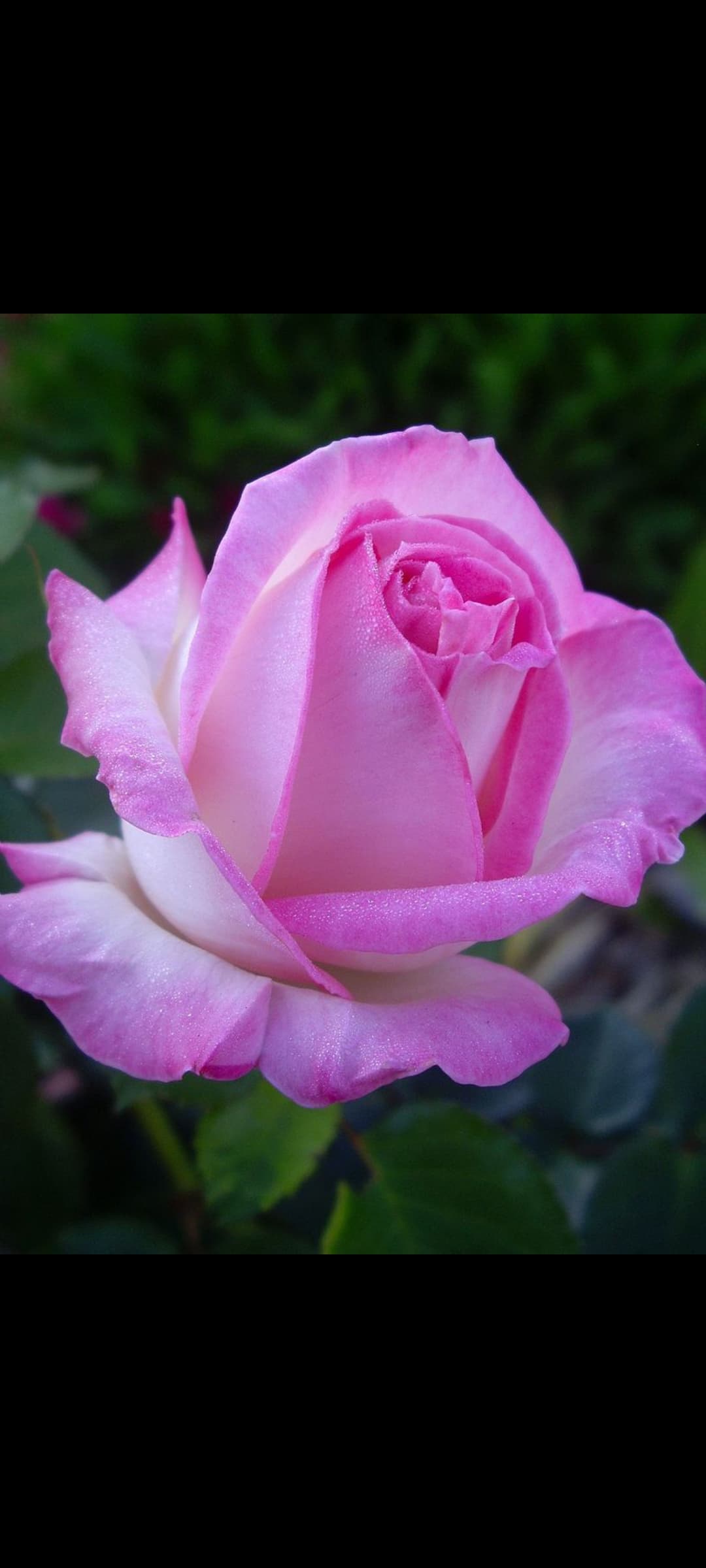 A blooming pink and white rose with delicate dew drops on its soft, layered petals.