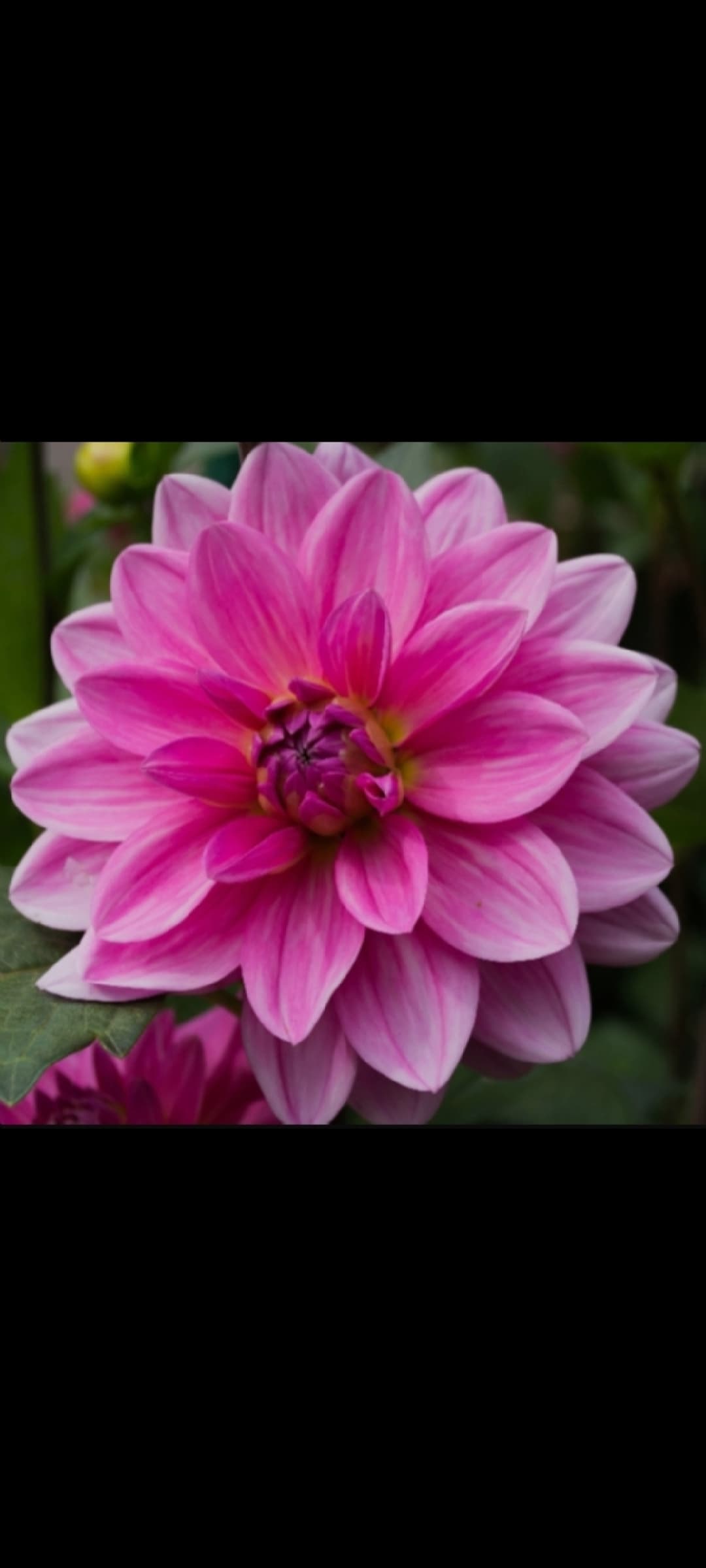Vibrant pink dahlia flower with many layers of petals and a dark magenta center.