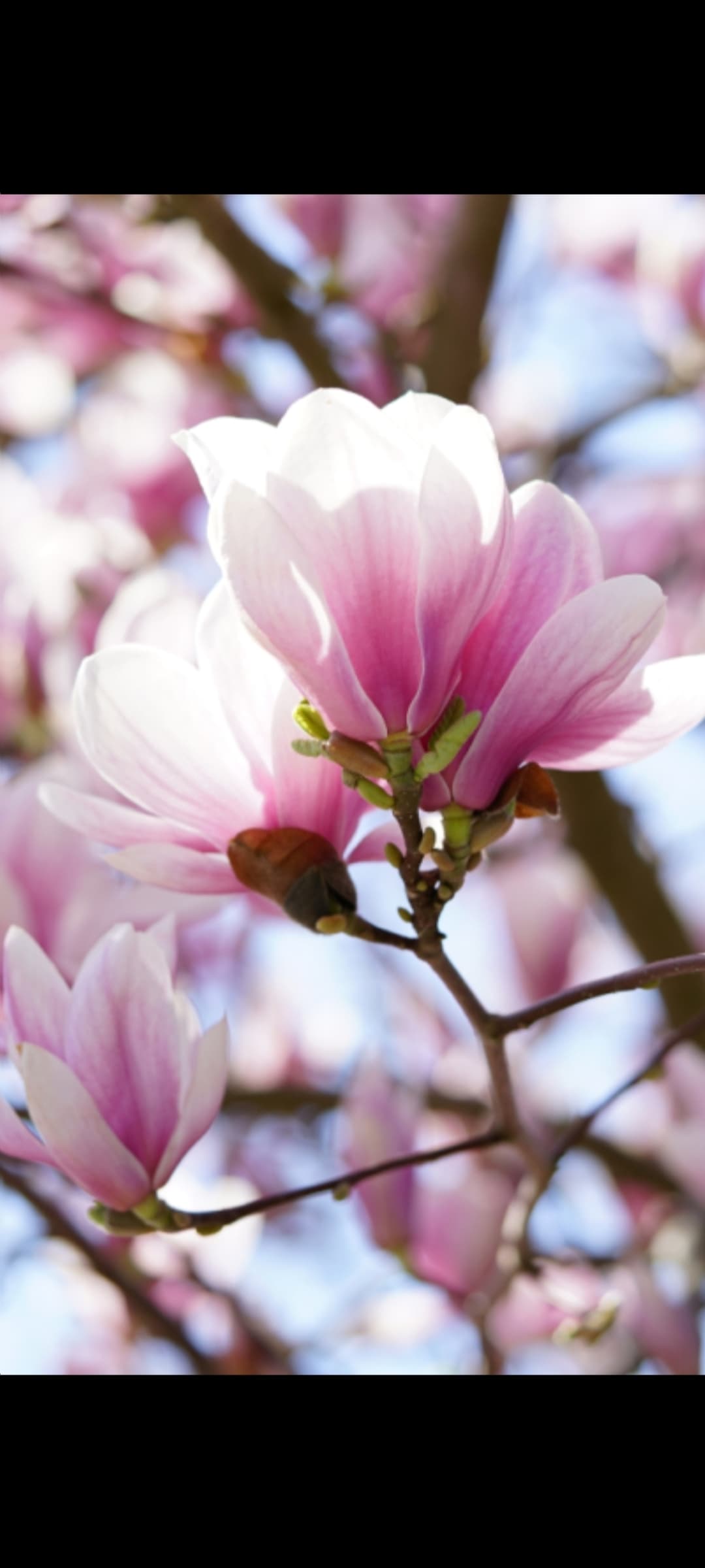 Vibrant pink and white magnolia blossoms blooming on a tree branch against a blue sky.