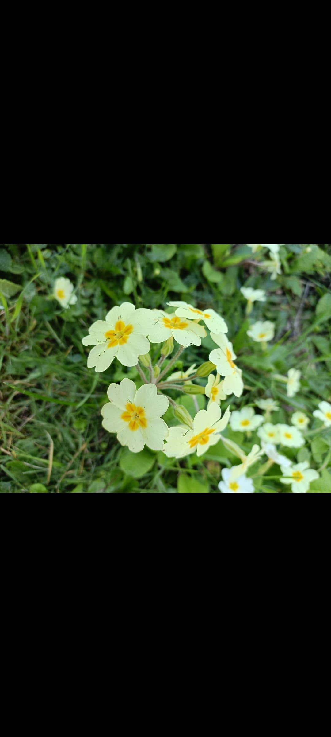 Cluster of pale yellow primrose flowers with bright orange centers growing in green grass.
