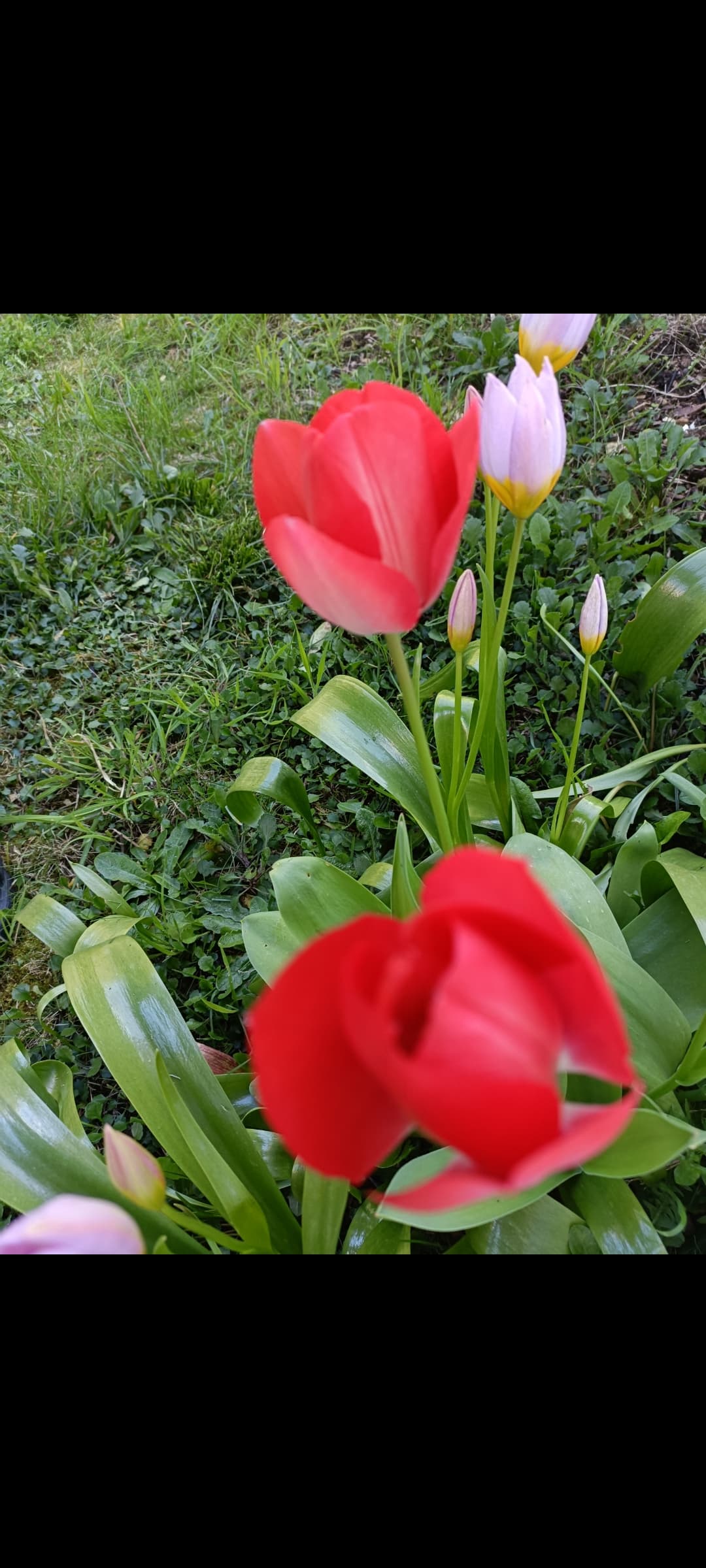Vibrant red and light purple tulips blooming in a lush green garden setting.