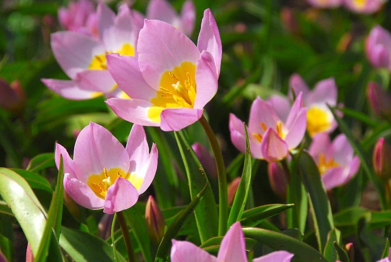 Pink wild tulips with bright yellow centers bloom among green leaves in a sunny garden.
